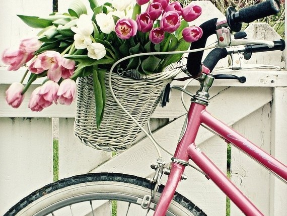 tulips