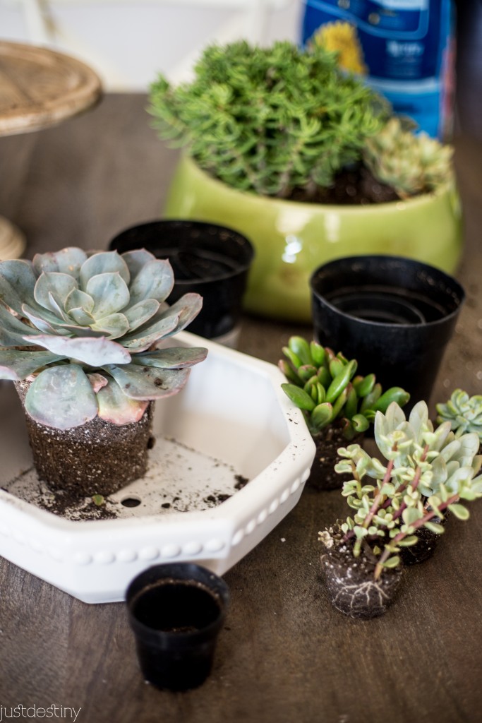 Planter Succulents for Better Homes and Garden-16