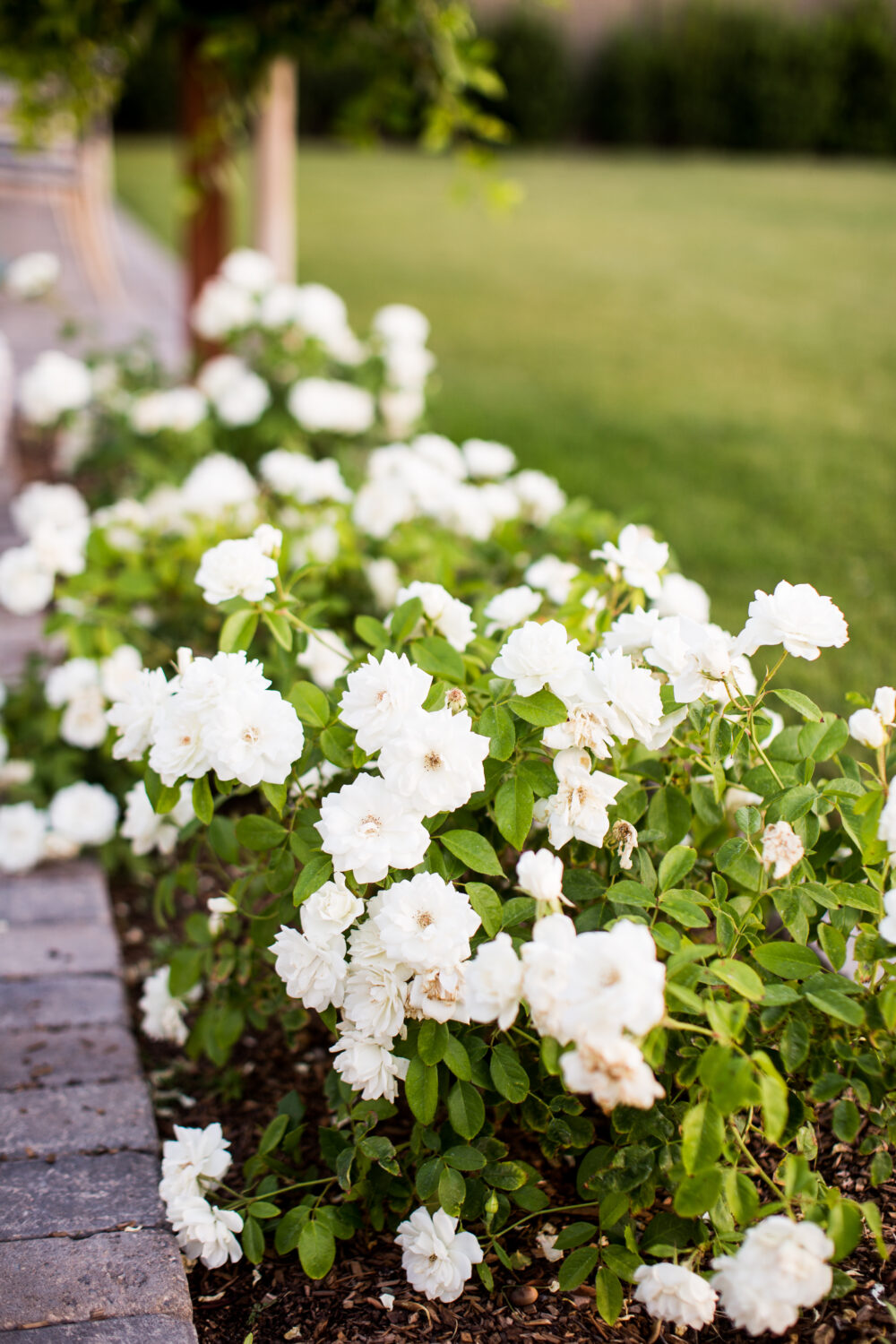 Bushes For A West Facing Backyard