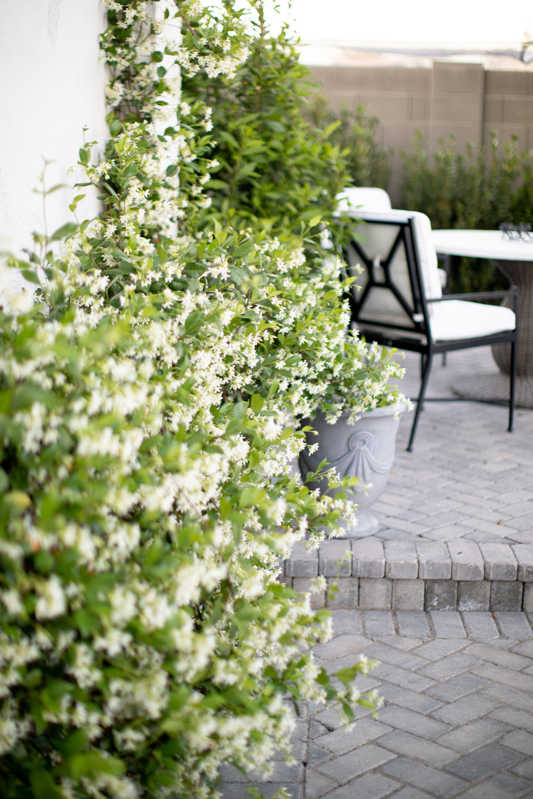 Outdoor Space with Rows of Jasmine Vines 